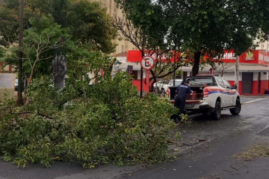 Foto 1 de 2 — Temporal derruba árvores e deixa Araraquara em alerta